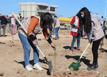 Li Hesekê 500 dar hatin çandin