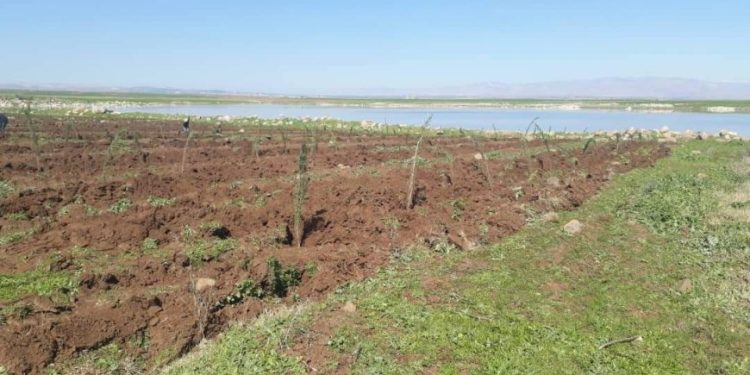 Di çarçoveya xebatên avakirina hawirdoreke hêşîn de, li Dêrikê 700 dar hatin çandin.