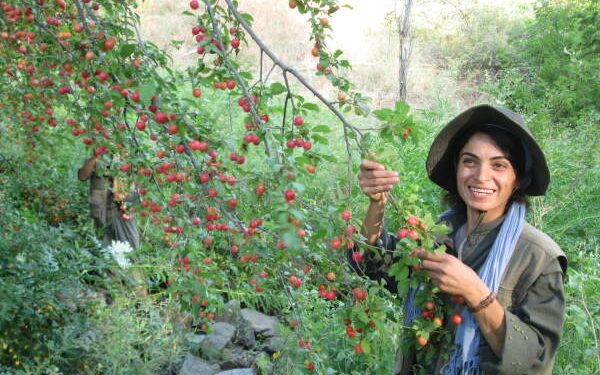 HPG: Em soz didin ku armancên hevrêya xwe Edessa pêk bînin