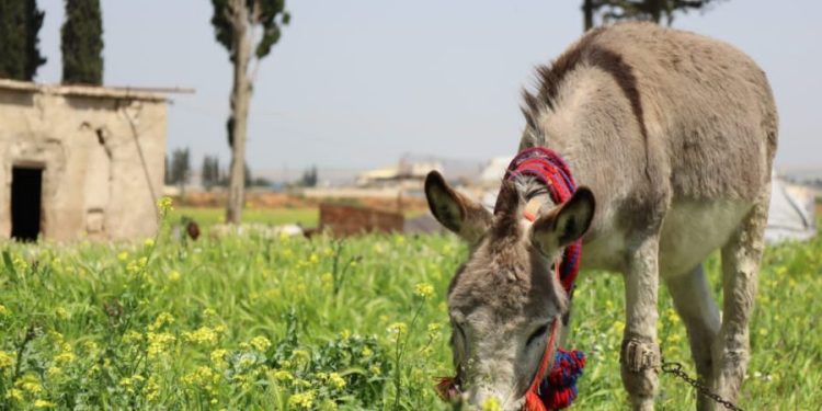 Besê Erzîncan: Têkoşîna li dijî mêr, hunerek e