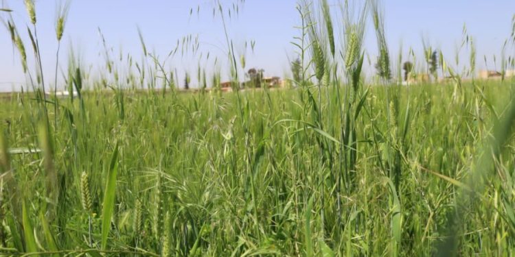 Besê Erzîncan: Têkoşîna li dijî mêr, hunerek e