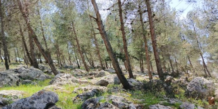 Besê Erzîncan: Têkoşîna li dijî mêr, hunerek e