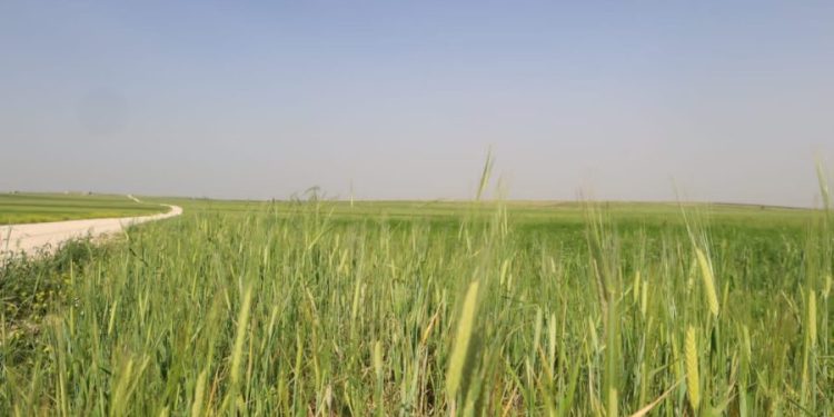 Besê Erzîncan: Têkoşîna li dijî mêr, hunerek e