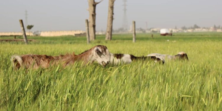 Besê Erzîncan: Têkoşîna li dijî mêr, hunerek e