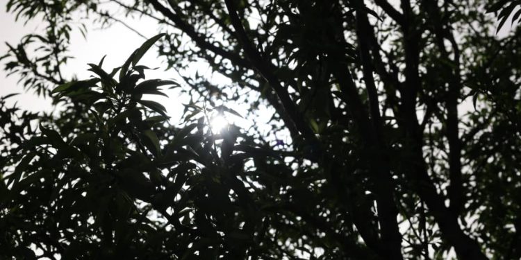 Besê Erzîncan: Têkoşîna li dijî mêr, hunerek e