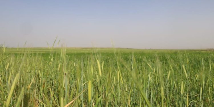 Besê Erzîncan: Têkoşîna li dijî mêr, hunerek e