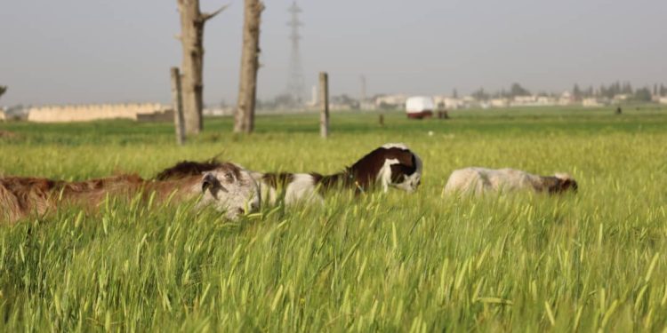 Besê Erzîncan: Têkoşîna li dijî mêr, hunerek e