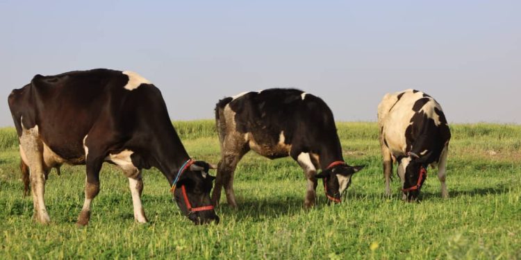 Besê Erzîncan: Têkoşîna li dijî mêr, hunerek e