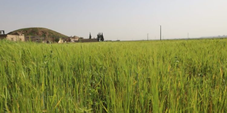 Besê Erzîncan: Têkoşîna li dijî mêr, hunerek e