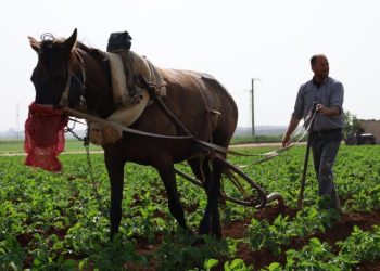 Besê Erzîncan: Têkoşîna li dijî mêr, hunerek e