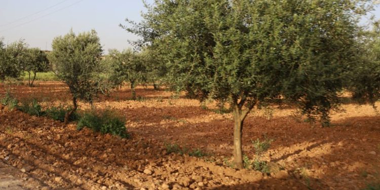 Besê Erzîncan: Têkoşîna li dijî mêr, hunerek e