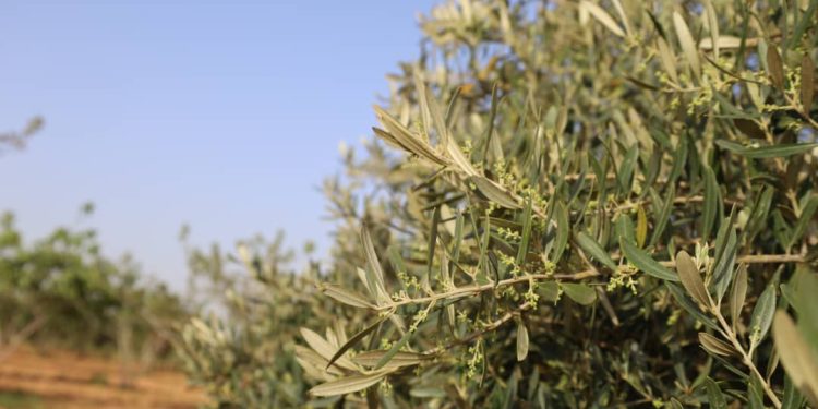 Besê Erzîncan: Têkoşîna li dijî mêr, hunerek e