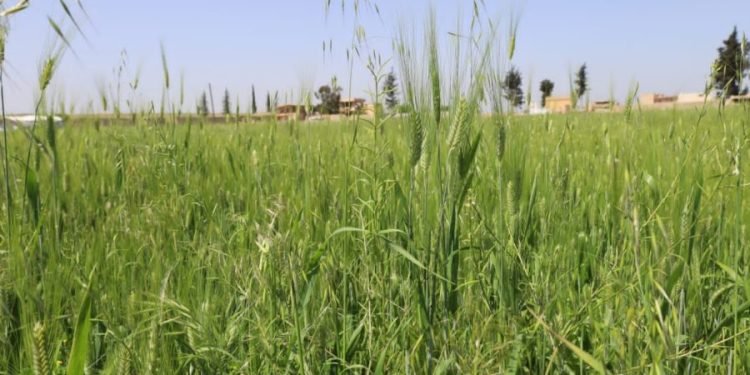 Besê Erzîncan: Têkoşîna li dijî mêr, hunerek e