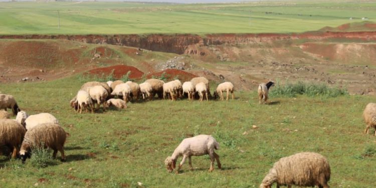Besê Erzîncan: Têkoşîna li dijî mêr, hunerek e