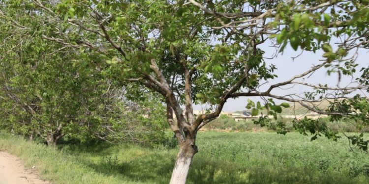 Besê Erzîncan: Têkoşîna li dijî mêr, hunerek e