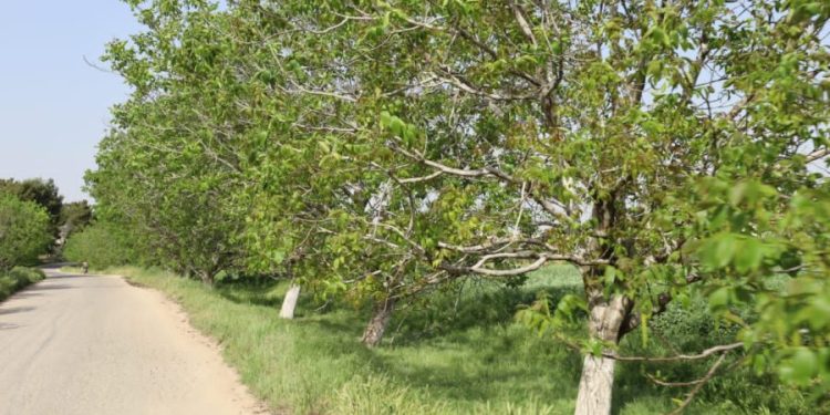 Besê Erzîncan: Têkoşîna li dijî mêr, hunerek e