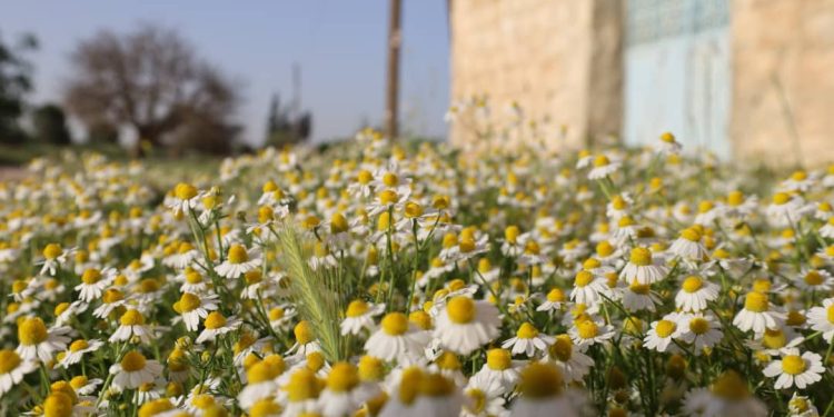Besê Erzîncan: Têkoşîna li dijî mêr, hunerek e