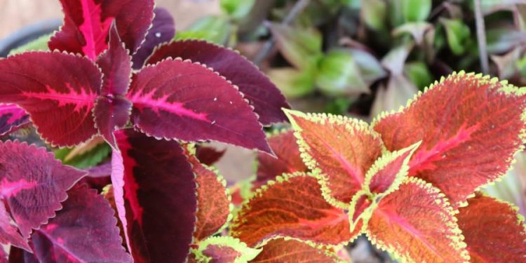 Besê Erzîncan: Têkoşîna li dijî mêr, hunerek e