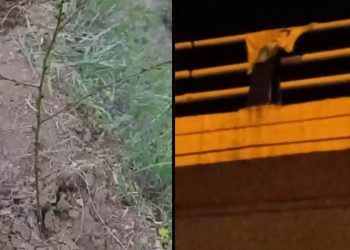 Ciwanên Komîteya Şehîd Cengaver Bahoz ala Rêbertî daliqandin