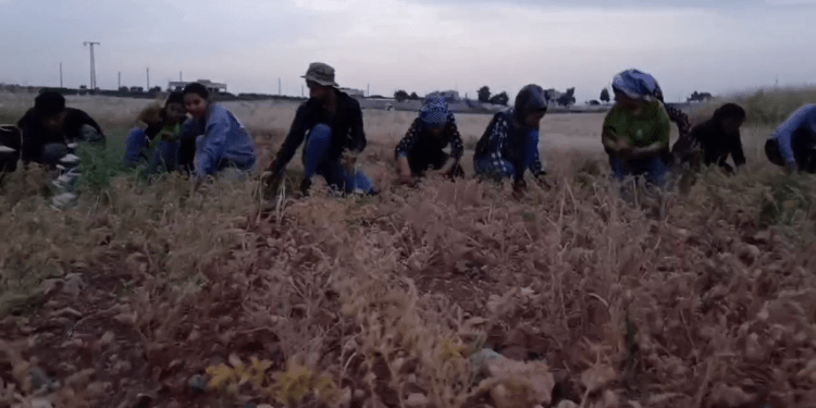 Jinên ciwan û ciwanên Şehba di xebatê koperatîfê de pêşengtî dikin