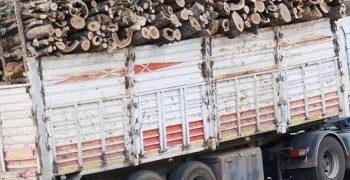 Dewleta Dagirker li şûna darên ku dibire qereqolan ava dike