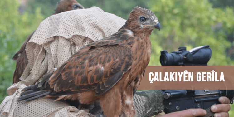 Hêzên gerîla li Zap, Metîna û Heftanînê lê dan