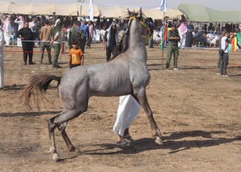 Ciwan li Girkê Lêgê û Tebqa pêşbirgên werzişî çêdikin