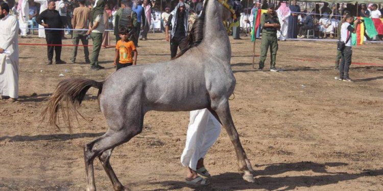 Ciwan li Girkê Lêgê û Tebqa pêşbirgên werzişî çêdikin