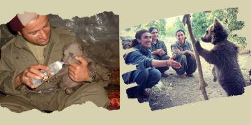 Di Çiyayên Azad de tekîliya hirçan û gerîlayan