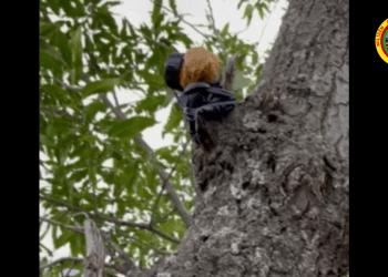 MAK bi çalakiya xwe ve Hebûn Pîro û Botan Osyan bibîranî