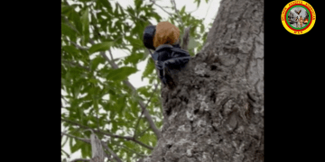 MAK bi çalakiya xwe ve Hebûn Pîro û Botan Osyan bibîranî