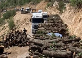 Gabar’da ağaç katliamı sürüyor