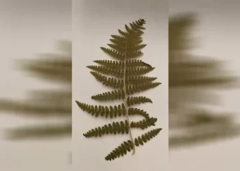 Dargezk – Sır saklayan ve yöneten…