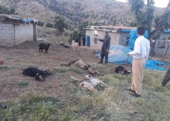 İşgalci Türk ordusunun saldırılarında onlarca hayvan katledildi