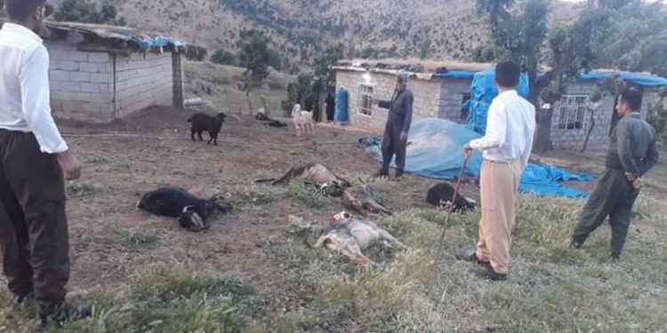 İşgalci Türk ordusunun saldırılarında onlarca hayvan katledildi