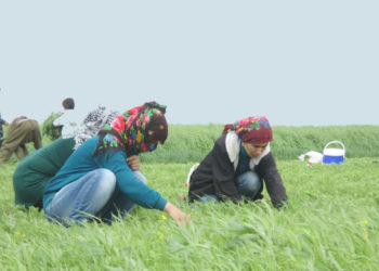 Rojava’da kadın emeği