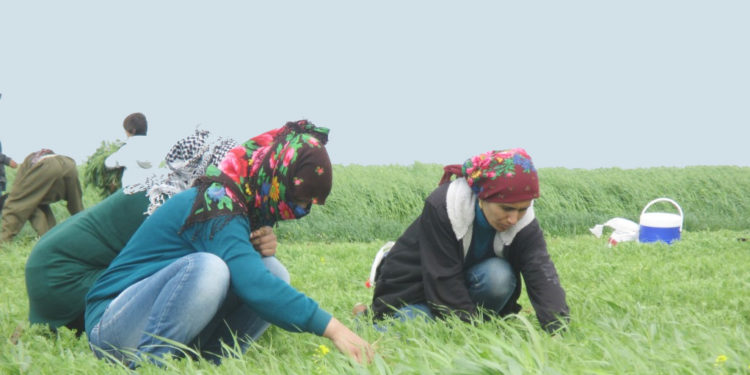 Rojava’da kadın emeği