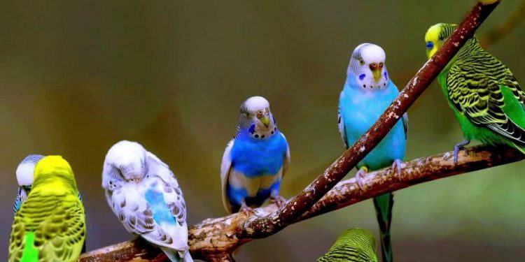 ‘İnsanlar doğayı değiştirdikçe hayvanlar kötü etkileniyor’