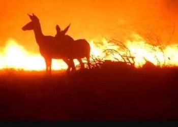 600 hektarlık alan küle döndü, itfaiye değil halk söndürdü