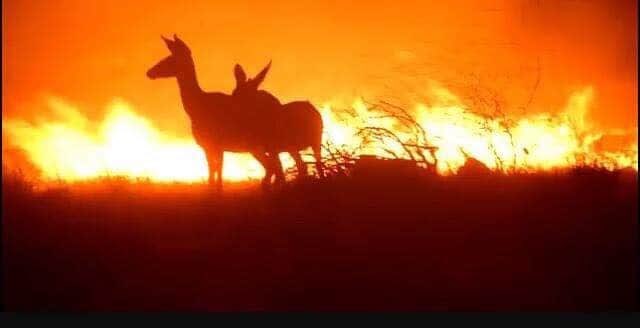 600 hektarlık alan küle döndü, itfaiye değil halk söndürdü