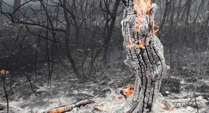 Lice’deki yangında binlerce canlı hayatını kaybetti