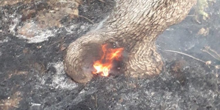 Lice’deki yangında binlerce canlı hayatını kaybetti