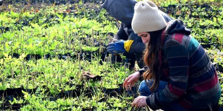 Rojavada Önder Apo’nun doğum günü vesilesiyle binlerce fidan dikiliyor