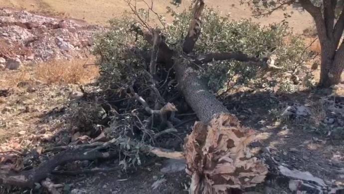 Erdoğan’a yakın şirket meşe ve alıç ağaçlarını kökünden söktü