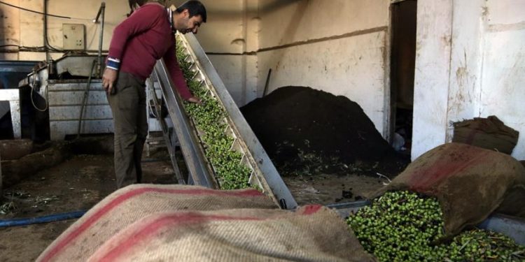 Türk devleti Efrîn’den zeytinyağı çalıp, Türk malıymış gibi satıyor