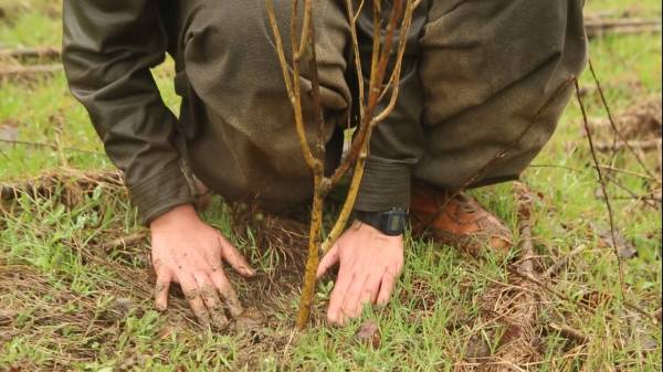 Gerillalar özgür alanlarda 4 Nisan’ı kutladı