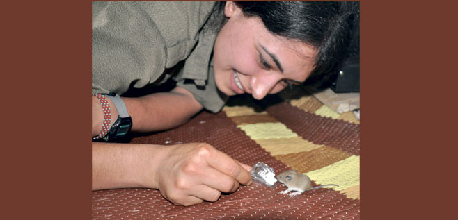 Sincap, yılan, kedi, fare aynı çatı altında