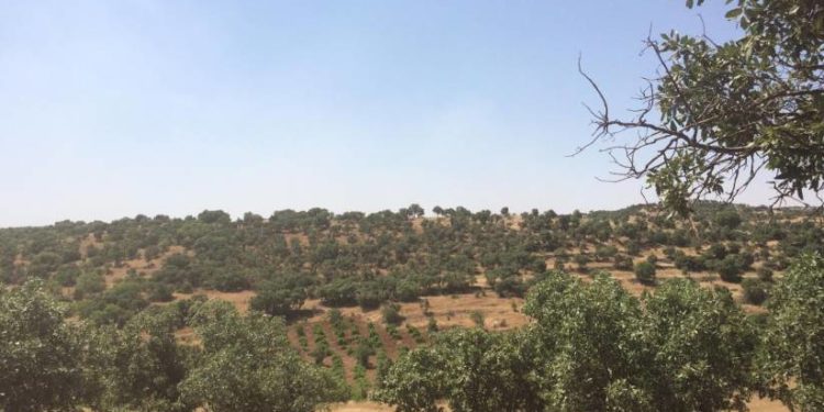 İşgalci Türk ordusu, Omeryan’da ağaçlık alanı ateşe verdi