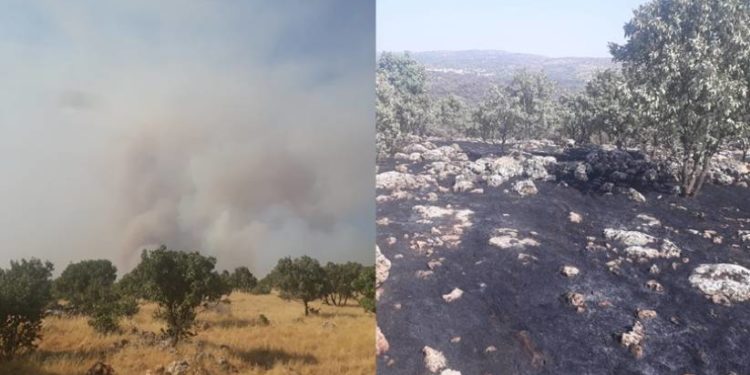 Nisêbîn’e bağlı Bagok dağında yangın