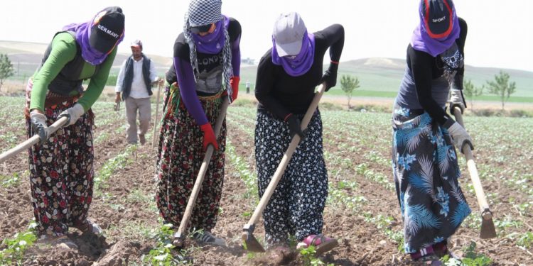 Demokratik- Komünal Kadın Ekonomi Sistemi
